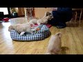Cockapoo dogs for sale: Princess - Video 1