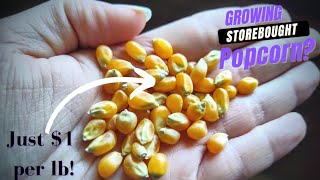 Frugal Grow- $1/lb 🌽 Corn Seed: Can You Grow Bagged Popcorn from the Store for Forage Crops? 🌱🌿