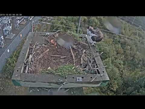 (My) last sighting of youngster, 10/3/19 - Newfoundland Power osprey nest