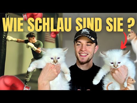 My crazy everyday life with 4 dogs & 17 cats 🐾 | How smart are kittens really?