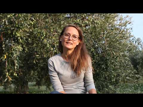 Olivenöl : Globaler Anbau & Handel | Von der Pflanze bis zum Produzenten (Video 2/3)