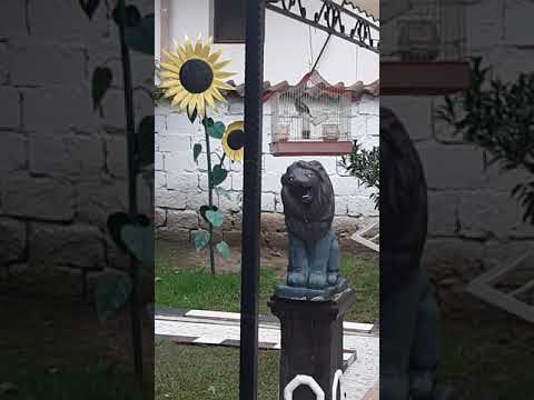 2021 gardelin ben qorrit elbasan