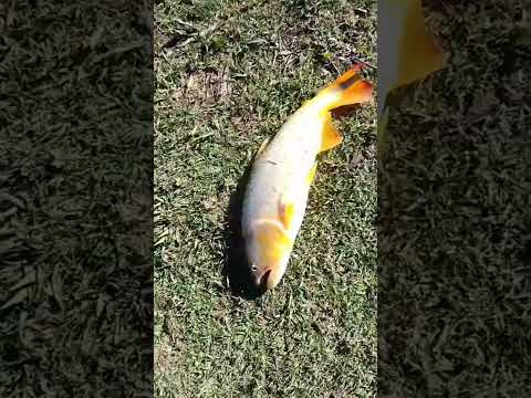 #pesca #en Baradero #carp #fishing