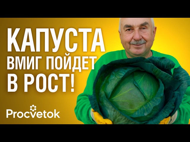 КОВАРНАЯ ОШИБКА ПРИ ВЫРАЩИВАНИИ КАПУСТЫ, из-за которой вы теряете урожай!