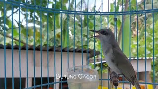 Download lagu Sekali Putar Burung Cucak Kombo Malas Bunyi Langsung Nyaut - Kecial Kombo Gacor Tembakan Mewah mp3 Download lagu Sekali Putar Burung Cucak Kombo Malas Bunyi Langsung Nyaut - Kecial Kombo Gacor Tembakan Mewah mp3