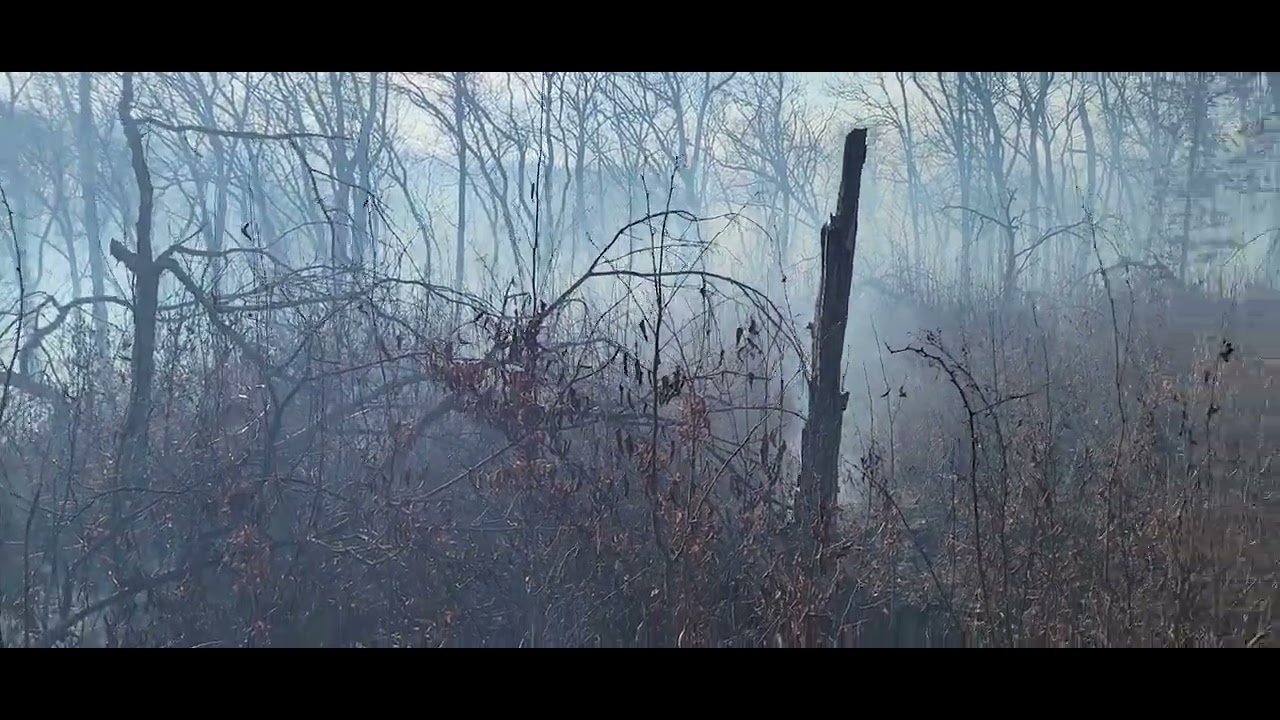 Managing undesirable saplings ok an Oak stand with prescribed fire.