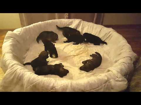 German Shepherd Father Pup-sitting, Amazing Temperament