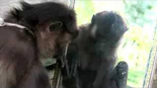 preview picture of video 'The Siberut Macaque, pets in Pokai, North Siberut'