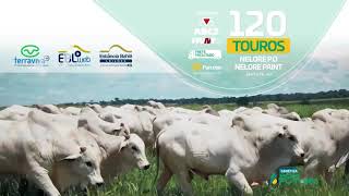 Leilão Virtual -  Genética Bom Futuro