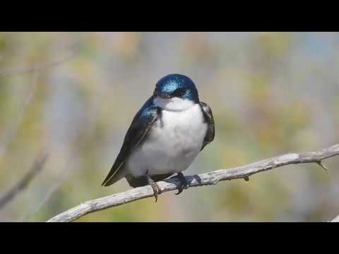Lastovička dvojfarebná (Tachycineta bicolor) — spev a hlas v prírode