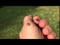 Synchronized Ladybug Flying