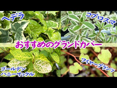 成長の早い常緑匍匐性のグランドカバーガーデン、メンテナンスが簡単