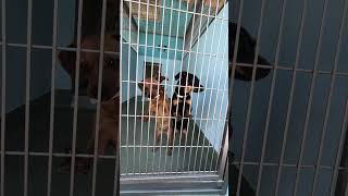 Video preview image #1 Chihuahua Puppy For Sale in Pasadena, CA, USA