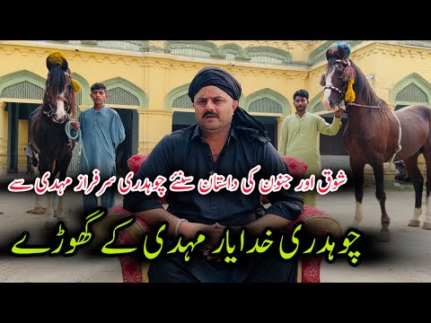 Khuda Yar Mahdi ky Ghory || Very Beautiful Desi Horses in Mandi Bahaudding #horse