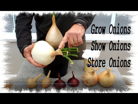 download lagu mp3 mp4 Turbo Onions, download lagu Turbo Onions gratis, unduh video klip Turbo Onions