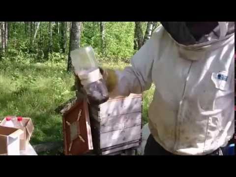 Kolla angreppsgraden av varroa med Biskakaren