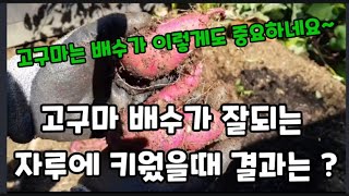 고구마 배수가 안되는 비닐 포대와 배수 잘되는 자루 두군데에 키운거 결과는? #고구마비료포대키우기 #고구마상…
