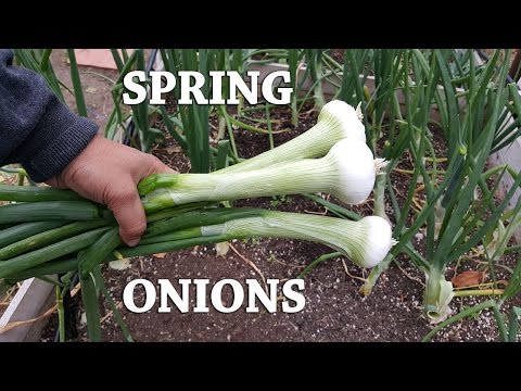Growing Onion From Sets How To Grow Great Onions