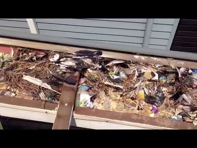 Mite infested birds nest