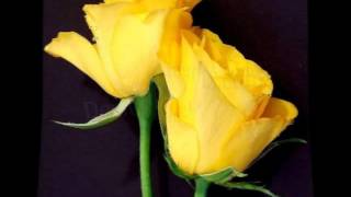 Yellow Roses - Heron 1970