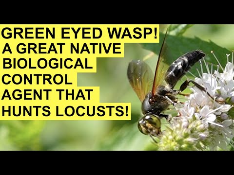 GREEN EYED WASP!  Crabronidae / Tachytes - A Native Biological Control Agent That Hunts Locusts!