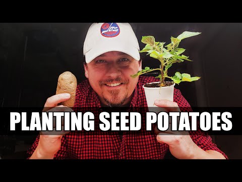 How To Grow An Onion From An Onion Bottom 2019