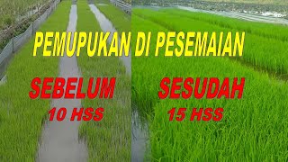 Download lagu CARA PEMUPUKAN BIBIT PADI AGAR TUMBUH SUBUR DAN SEHAT mp3