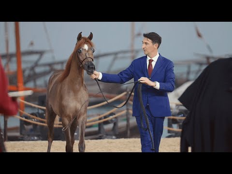 ZAINA AL WAJBA, Yearling Filly Contender, KIAHF 2023 Peninsula Show