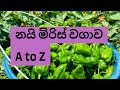 නයි මිරිස් වගාව A To Z Nai Miris Wagawa A To Z