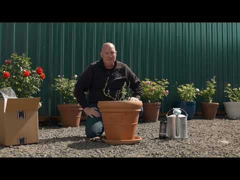 How to Plant Roses in Containers