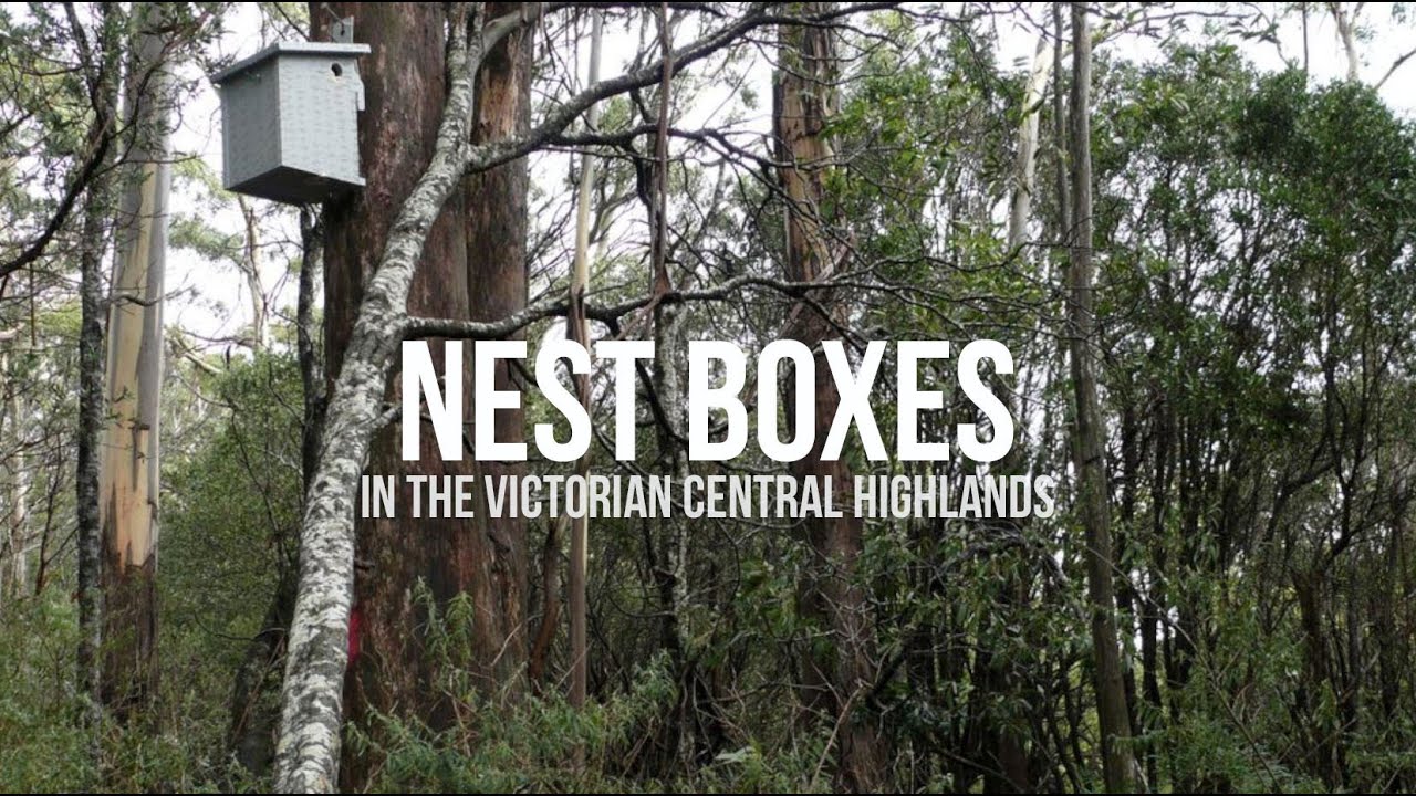 Nest boxes in the Victorian Central Highlands