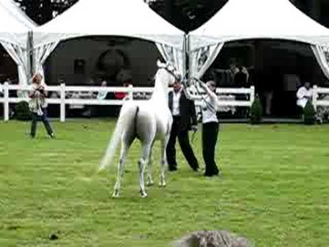 Egyptian Event Europe 2008 Ahmady al qusar