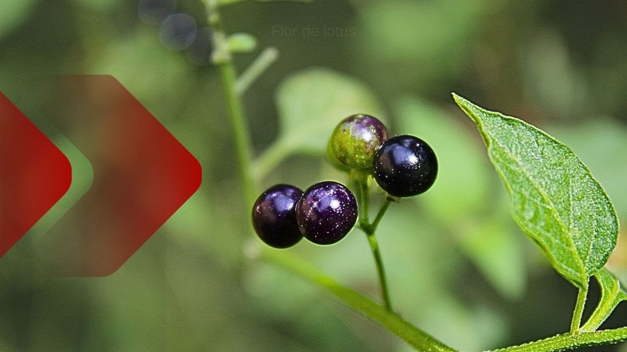 American nightshade:  como reconhecê-la, propriedades e toxicidade