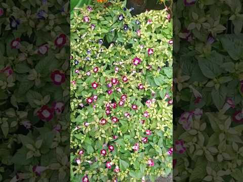 #shorts🌾🌴#awerness video #shortsfeed #shortsfeed #trending #fashiontrends