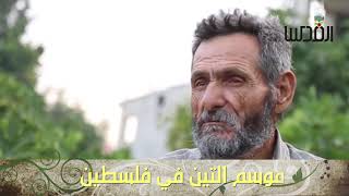 التين في فلسطين