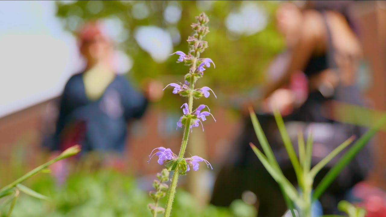 Litter Pickin' Punks (2024) | Trailer