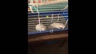 Rat Rodents Videos