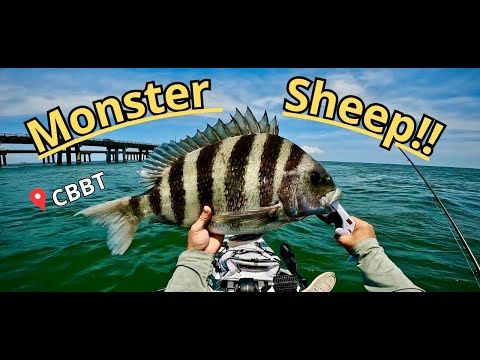 CBBT CITATION Sheepshead - Chesapeake Bay Kayak Fishing!