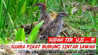 Download lagu SUARA PIKAT AMPUH DAN JITU BURUNG SINTAR SAWAH COC... mp3