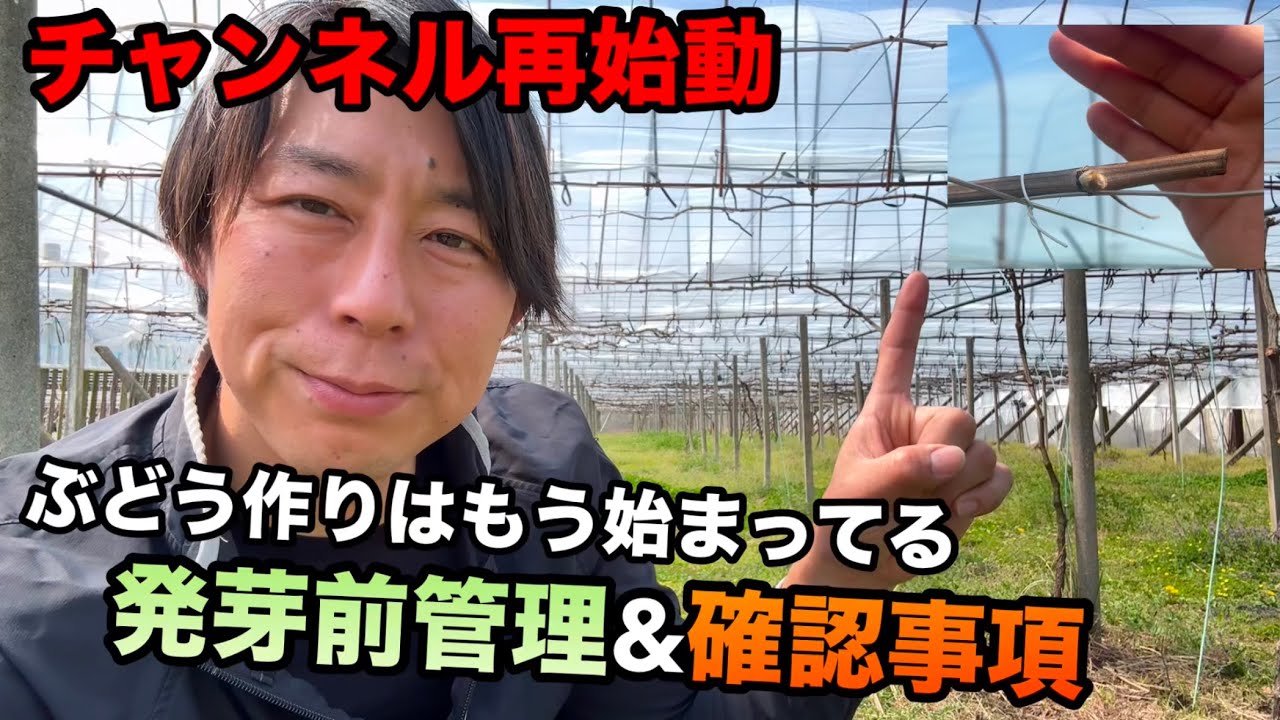 動画投稿再開！！ぶどうの発芽前の管理&確認事項〜ぶどう作りは発芽前から始まっている〜2026-03-21