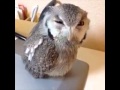 The Hey Hey Hey Owl. [Vine] 1 minute 