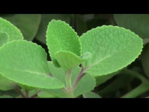 download lagu mp3 mp4 Cubansk Oregano, download lagu Cubansk Oregano gratis, unduh video klip Cubansk Oregano
