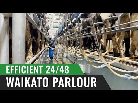 Efficient 24/48 Waikato Parlour – Robin Blatchford, England