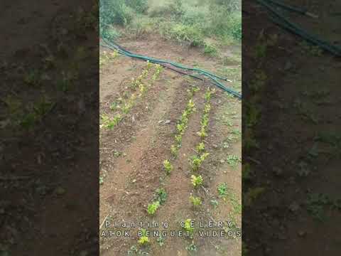 AMTAK JA WARA HA - Roy Basatan and Aberlyn Tupoa