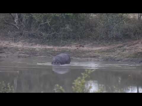 Djuma: Hippo arrives at dam - 10/05/20