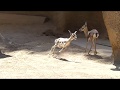 Speke S Gazelle At The San Diego Zoo 120 FPS