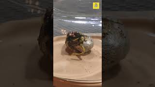 Download lagu The meteorite is hatching! mp3