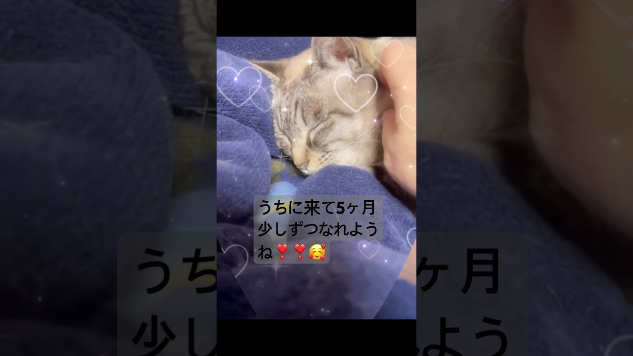 ミミちゃん、安心できる場所ができたかなぁ？