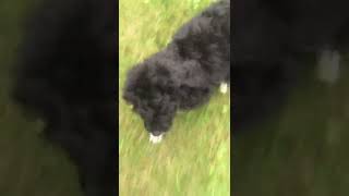 Bernedoodle Puppies Videos