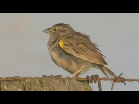 Campo y aves Esperanza Santa Fe Argentina 2025